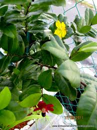 Image result for Ochna kirkii