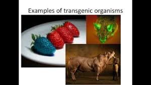 Genetically modified organisms (gmos) are produced by inserting genetic material (sometimes from another species) into a plant such that the new genetic material will provide the plant the ability to exhibit some desirable trait (i.e., genetic engineering). Transgenic Organisms Padeepz Zoology Youtube
