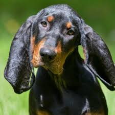 Our goal is to be the best miniature dachshund breeder of longhaired and smooth dachshund puppies. Black And Tan Coonhound Breed Information Characteristics Heath Problems Dogzone Com