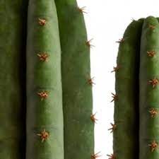 The san pedro cactus powder is 100% flesh, no core , no spines. Next Level Smartshop Mescaline Cacti Peyote San Pedro