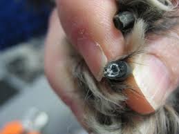 cut dogs black nails with clippers