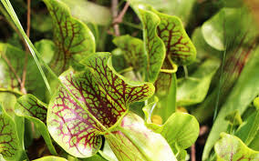 Directions for using the cherokee writing system to spell english names. North Carolina Carnivorous Plants The Nature Conservancy