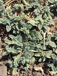 Image result for Heliotropium supinum