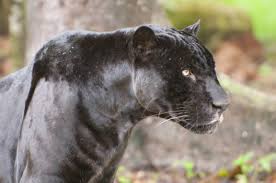 If you have this creature as your totem, you are blessed to have such a fierce and aggressive guardian with you. Panthers Wild Animals News Facts By World Animal Foundation