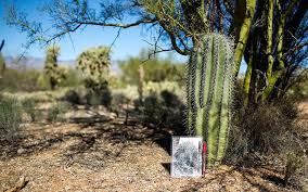 The saguaro cactus is one of the most recognisable of all cacti, as its distinct shape features in many western movies. Arizona S Saguaros May Be In Decline Due To Drought Climate Change Arizona News Pinalcentral Com