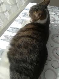 Gunes Banyosu Findigimizin Kedi