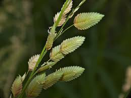 Image result for Eragrostis fastigiata