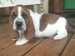 And basset hounds certainly are low to the ground. Basset Hound Puppies For Sale United States