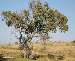 Image result for Combretum collinum