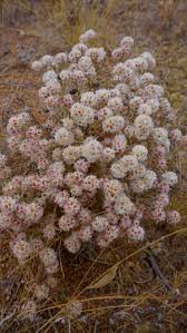 Image result for Helichrysum candolleanum