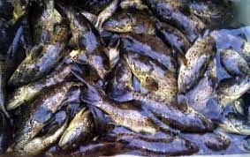 Maybe you would like to learn more about one of these? Pengertian Dan Fungsi Budidaya Ikan Konsumsi Yang Harus Dimengerti Ilmubudidaya Com