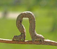 This caterpillar identification guide is accurate and easy to use. Caterpillar Natural And Organic Anticaterpillar Treatment And Control