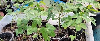 Image result for Adenia stenodactyla