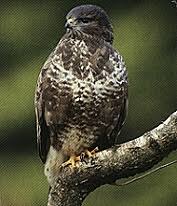 Op warme dagen is de buizerd vaak hoog in de lucht te zien, waar de vogel in cirkels op de opstijgende warme lucht zweeft. Buizerd