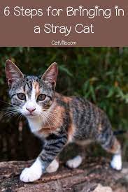 Thinking About Bringing A Stray Cat Home Check Out These Six Steps To Take Before You Do It Catvills Catlovers Kittyca Stray Cat Cat Training Kitten Care