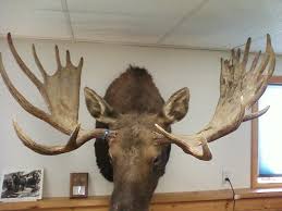 33 7 moose bull moose antler. Post Your Shiras Moose Photos Sheep Goats Moose Antelope Etc Monster Muleys Community