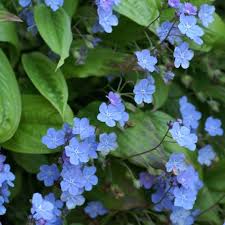 Epingle Par Marianne Cantin Sur Plantes Vivaces Plante Vivace Vivaces Ombre Plante