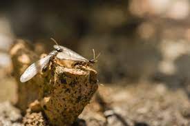 Which is why we vary our pest control service according to weather conditions. Armor Pest Control Free Estimates In The Baltimore Area