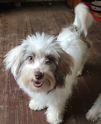 Of all the havanese puppies for sale in michigan i feel i am blessed to be able to do this. Detroit Mi Havanese Meet Napora A Pet For Adoption