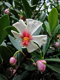 Image result for Clusiaceae