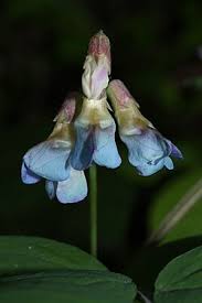 Image result for Lathyrus hygrophilus