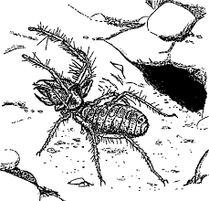 Some, like pigeons and rats, seem to thrive in they have found that animals can adapt to polluted environments, and persist even in environments that are inhospitable to most living things, but that. Solifugae An Overview Sciencedirect Topics