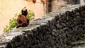 Variant spelling of italian/spanish adelina, meaning little noble. French Cat Names 300 Name Ideas For Your Francophile Kitty