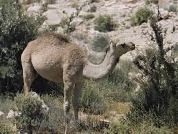 They support the head and protect the spinal cord from injury. Zoology Camelidae Camels Llamas Science Knowledge Network