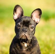 We did not find results for: 8 Things To Know About French Bulldogs American Kennel Club