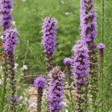 Marsh Blazing Star Seeds Liatris Spicata Blazing Star