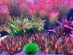 Image result for Xyris natalensis