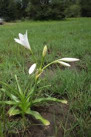 Image result for Crinum macowanii