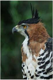 Birds Of Prey Animals Stylish Bird Birds Of Prey Animals Beautiful Interesting Animals
