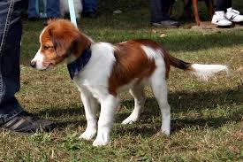 Nala hat sich vom wesen schon verändert , denn sie schläft viel und ist. Kooikerhondje Die Rasse Die Mein Herz Eroberte Twinkerbird