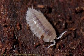 Image result for Isoberlinia tomentosa