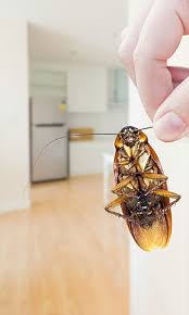 Archer pest control is fully qualified to serve you. Home Pest Control Services In Nj And Pa The Pest Professionals