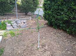 Painting the trunk white reflects sunlight away from the bark, keeping it consistently cool. Painting The Trunks Of Fruit Trees Greg Alder S Yard Posts Southern California Food Gardening