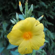 Image result for Reinwardtia indica