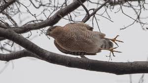 Manhattan Bird Alert On Twitter Habicht