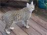 Domestic lynx: cat breeds, content, character and features ...