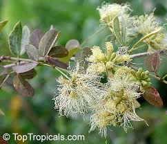 Image result for Pithecellobium