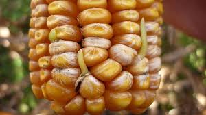 Hola, para decir en inglés tallo y espiga de maíz; Control Biologico De Hongo En La Espiga Del Maiz Produce Compuesto Cancerigeno