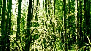 Image result for tbn:AVG8hmDwzPkQ3M::img222.imageshack.us/img222/7555/89765389sh1.gif