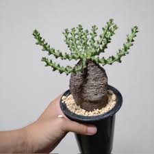 Image result for Euphorbia fanshawei