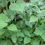 Here's a list that our experts recommend for this variety. Growing Cape Gooseberry Golden Berry Inca Berry In Usa Zone 5a Climate