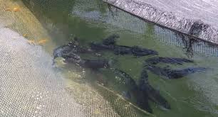 We did not find results for: å¤–ä¾†ç¨® é­šè™Ž é€ƒé¿æ•æ‰è·³å‡ºæ°´é¢å…¨éƒ½éŒ„
