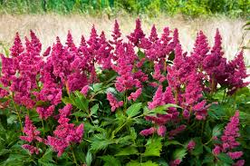 Des Plantes A Floraison Longue Pour Un Jardin Fleuri Toute L Annee Planter Des Fleurs Jardins De Vivaces Arbuste Fleuri