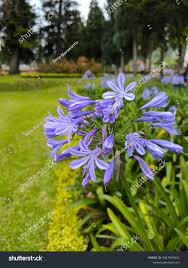 Image result for Agapanthus campanulatus
