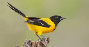 Baltimore oriole right in front of my office window in western massachusetts! Audubon S Oriole Identification All About Birds Cornell Lab Of Ornithology