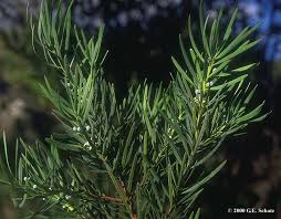 Image result for Podocarpaceae